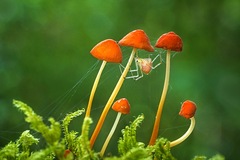 Marasmius spegazzinii