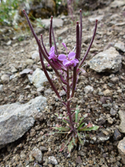 Erysimum pallasii