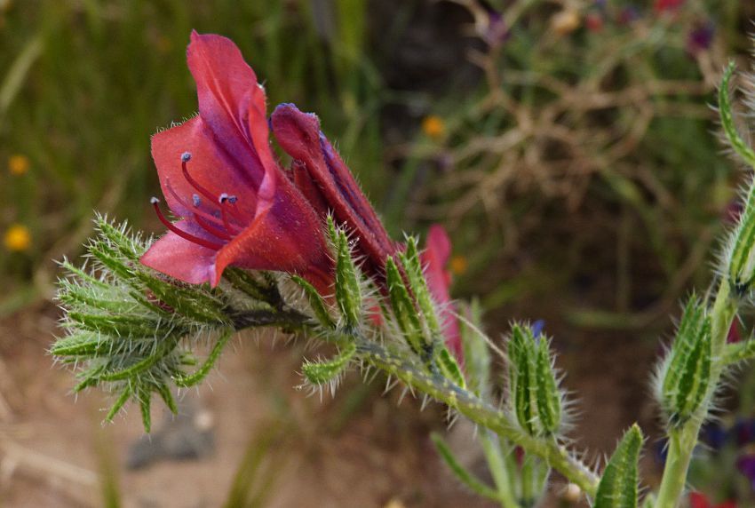 Echium horridum