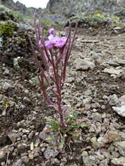 Erysimum pallasii
