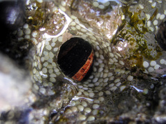 Nerita funiculata