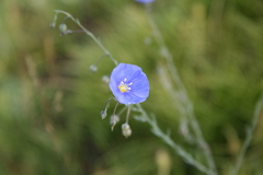 Linum perenne