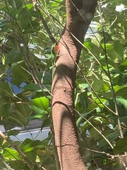 Anolis carolinensis