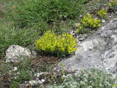Sedum urvillei