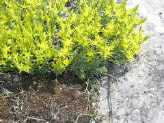 Sedum urvillei