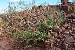 Echium horridum