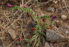 Echium horridum