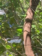 Anolis carolinensis