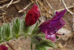 Echium horridum