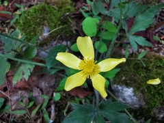 Ranunculus sierrae-orientalis