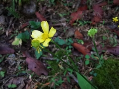 Ranunculus sierrae-orientalis