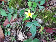 Ranunculus sierrae-orientalis