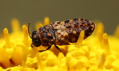 Nothomorpha