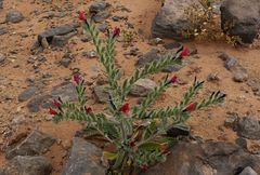 Echium horridum