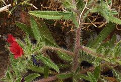 Echium horridum