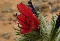 Echium horridum
