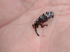 Heilipodus erythropus