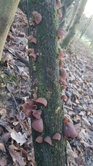 Auricularia auricula-judae