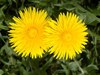 Dandelions - Photo (c) Masha, some rights reserved (CC BY-NC), uploaded by Masha