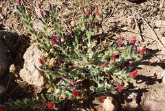 Echium horridum