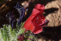Echium horridum
