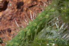 Echium horridum