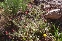 Echium horridum