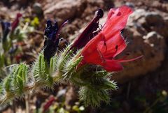 Echium horridum