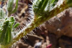 Echium horridum