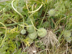 Blumenbachia insignis