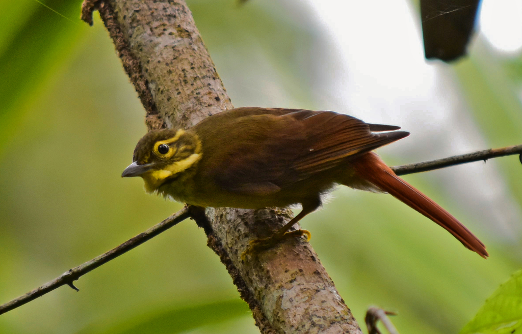 Rufous-tailed Foliage-gleaner (Anabacerthia ruficaudata) photo