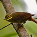 Rufous-tailed Foliage-Gleaner - Photo (c) Anderson Sandro, some rights reserved (CC BY-NC), uploaded by Anderson Sandro