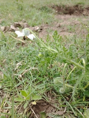 Blumenbachia insignis