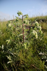 Onosma visianii