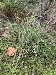 Cyperus ligularis image