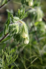 Onosma visianii