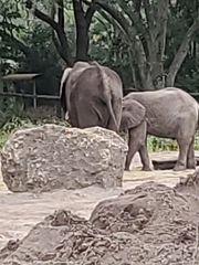 Elephantidae