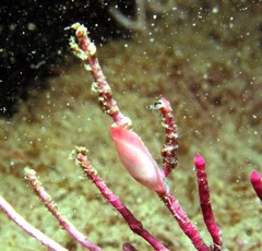 Leptogorgia