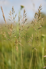 Festuca valesiaca
