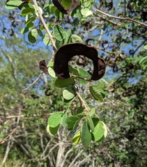 Microlobius foetidus