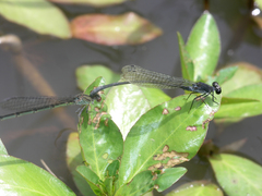 Pseudagrion commoniae