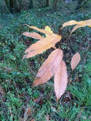 Castanea sativa