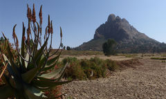 Aloe elegans