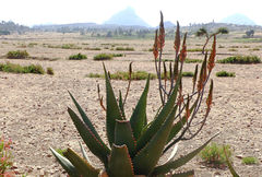 Aloe elegans