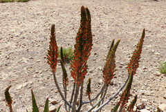 Aloe elegans