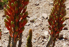 Aloe elegans