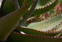 Aloe elegans