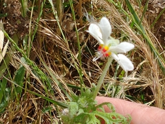 Blumenbachia insignis