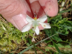 Blumenbachia insignis