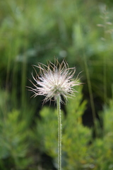 Pulsatilla grandis